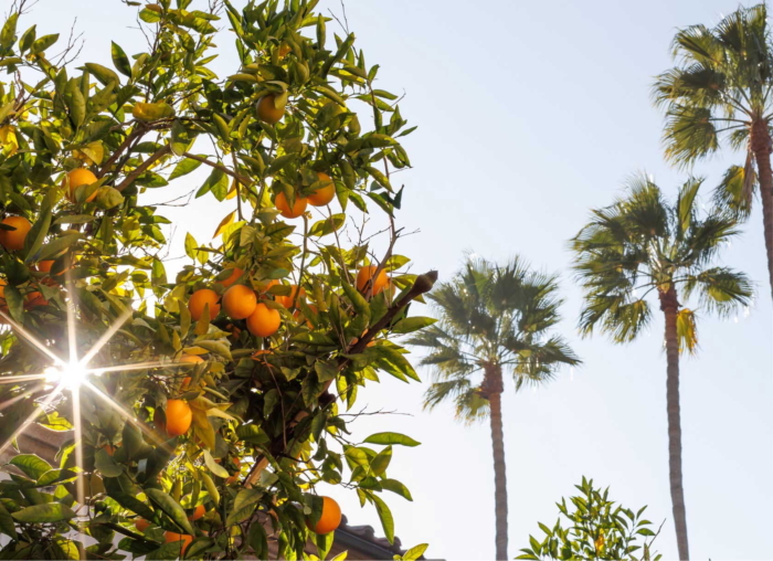 Orange trees on campus